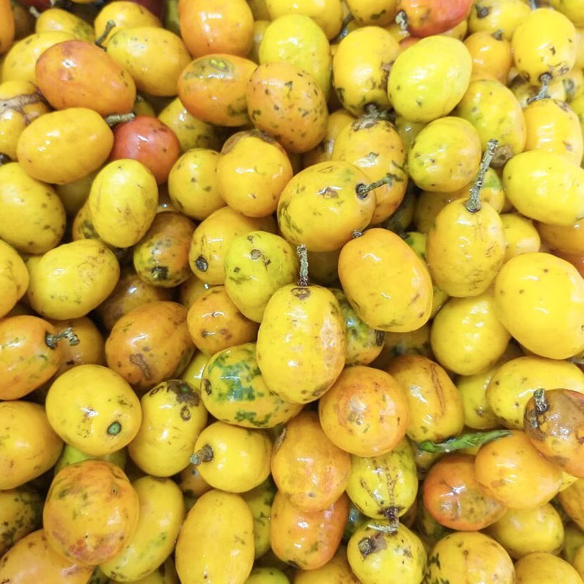 Seriguela org&acirc;nica colhida na fazenda