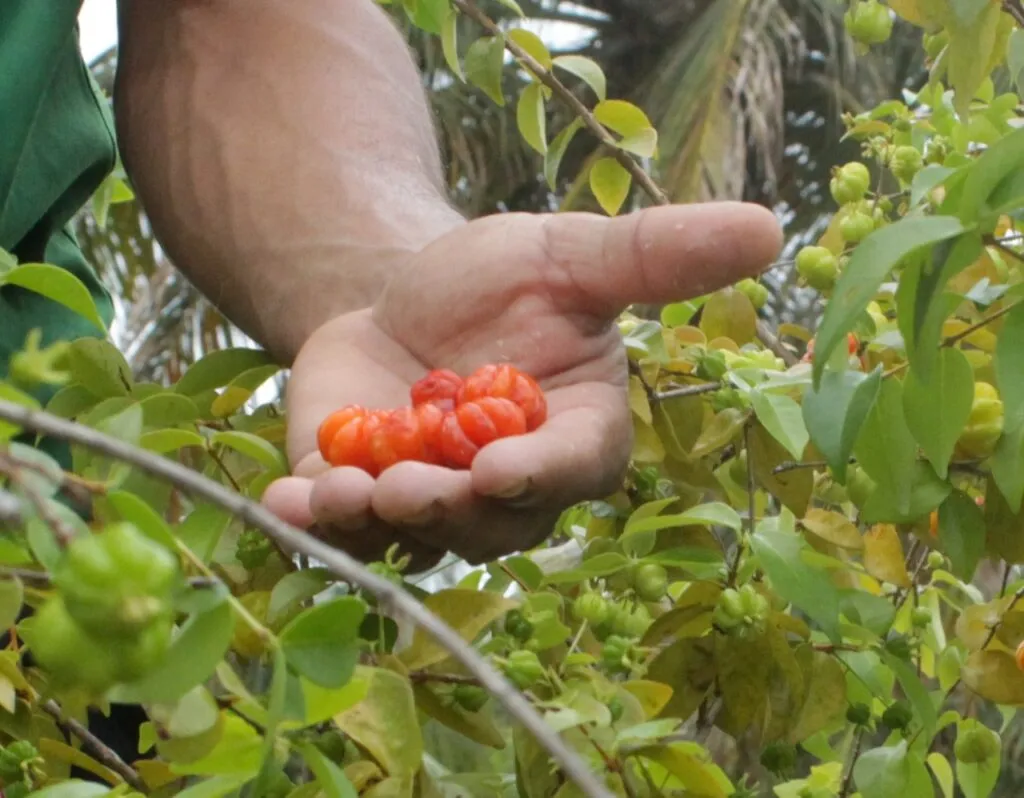 Produ&ccedil;&atilde;o artesanal na Reserva Pedrinhas